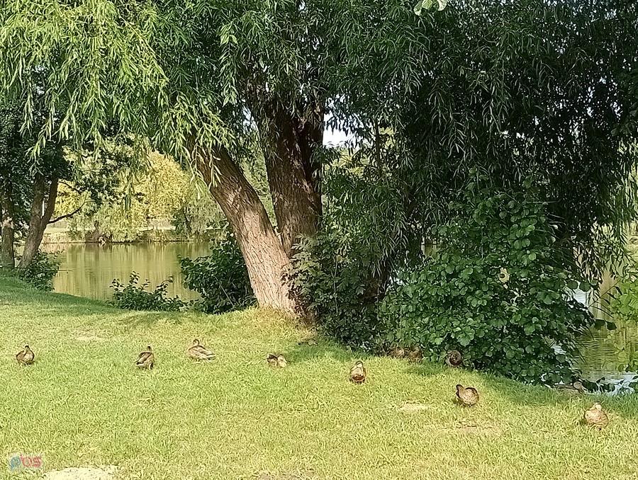 Kaczki nad stawem w Zielonkach