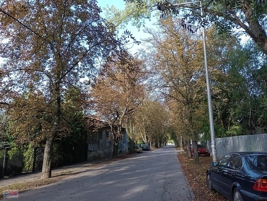 Kasztanowce znowu zaatakowane