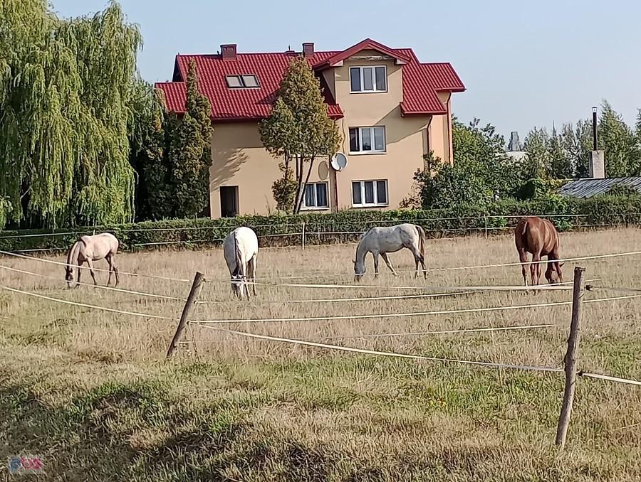 Konie w Duchnicach