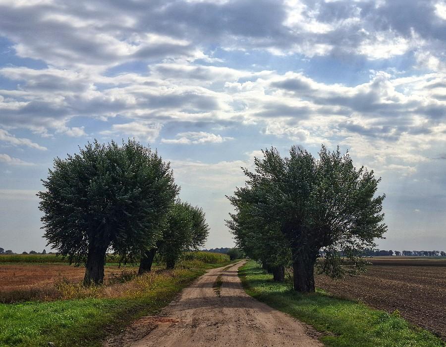 Zbliżenie na wierzby