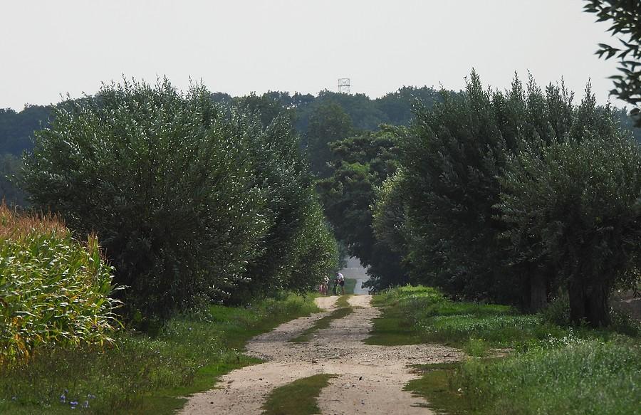 Wierzbowa aleja z Konarzewa