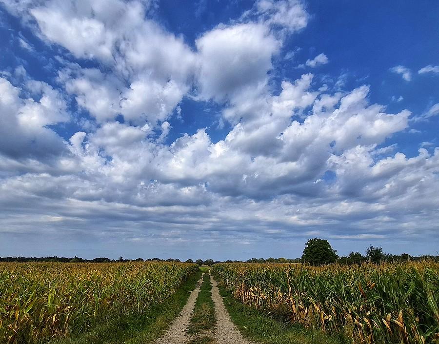 Kukurydza pod chmurką