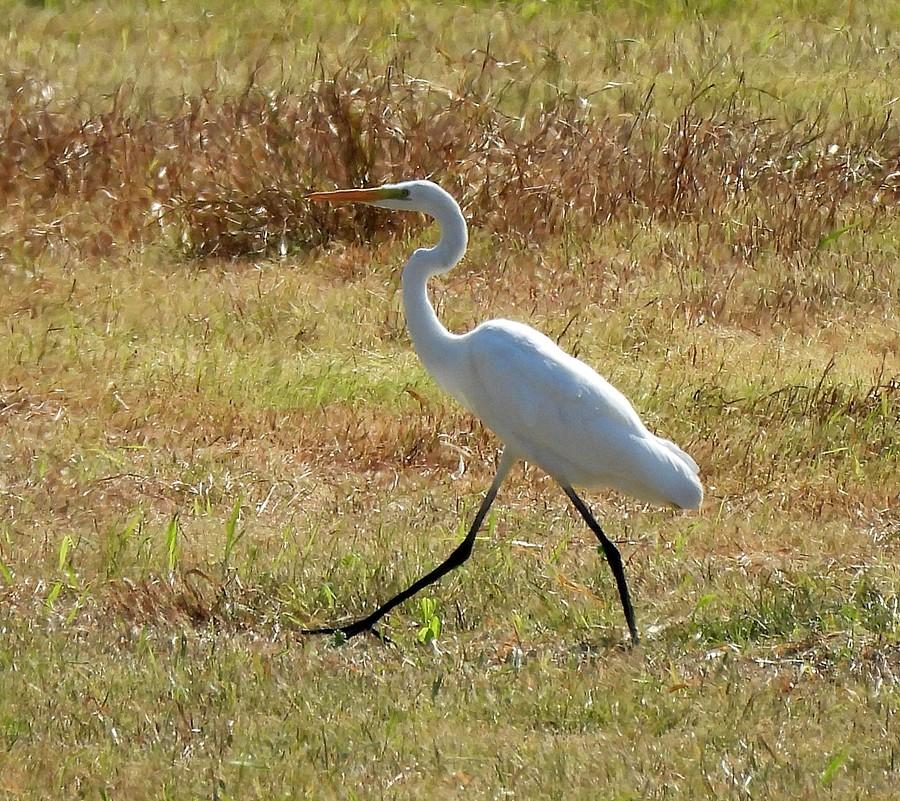 Wędrująca czapla