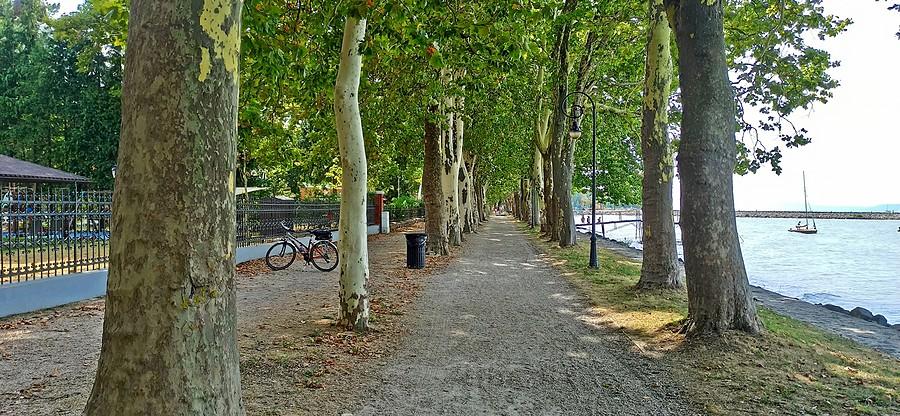 Aleja drzew nad brzegiem Balatonu