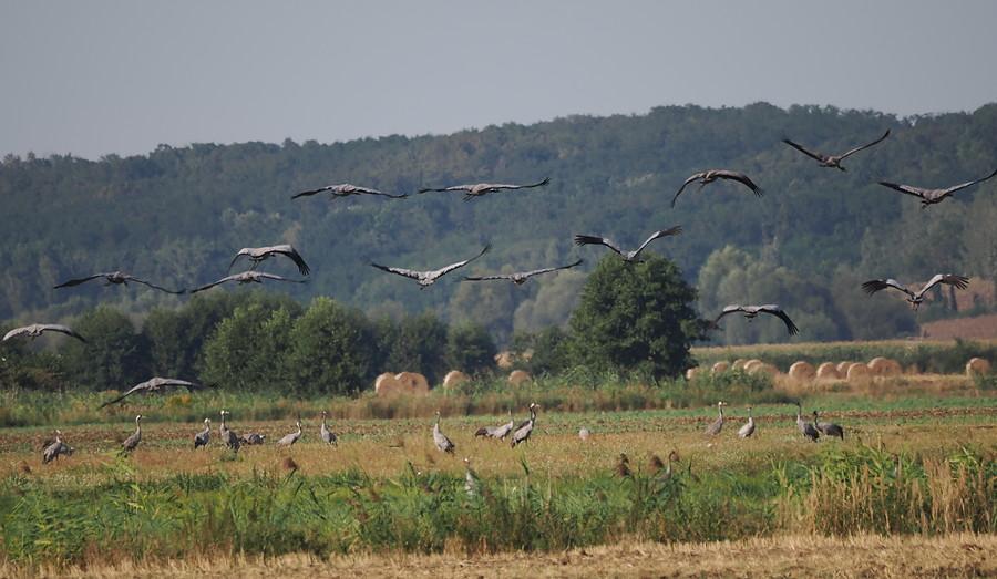 Liczne żurawie w Dolinie Środkowej Odry