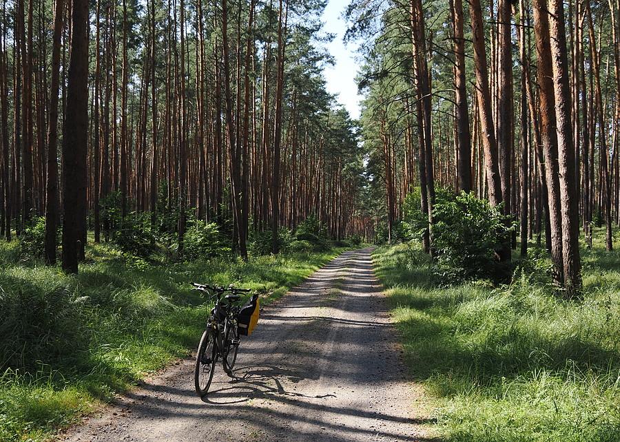 Moja kochana Puszcza Rzepińska