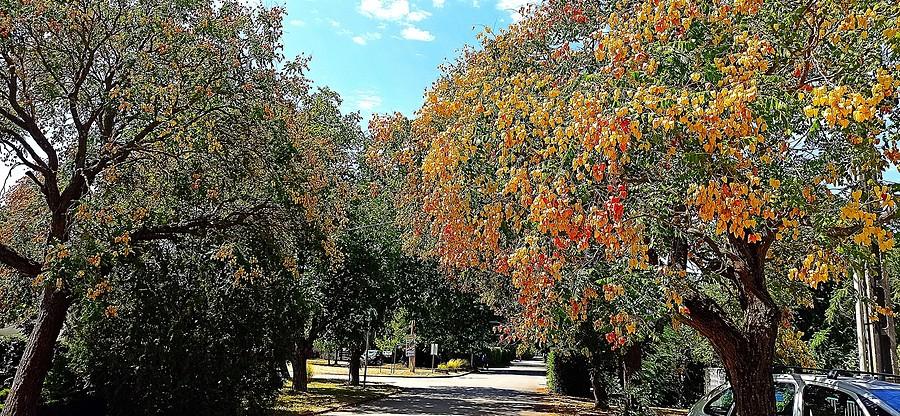 Aleja mydleńca wiechowatego w miejscowości Zanka nad Balatonem