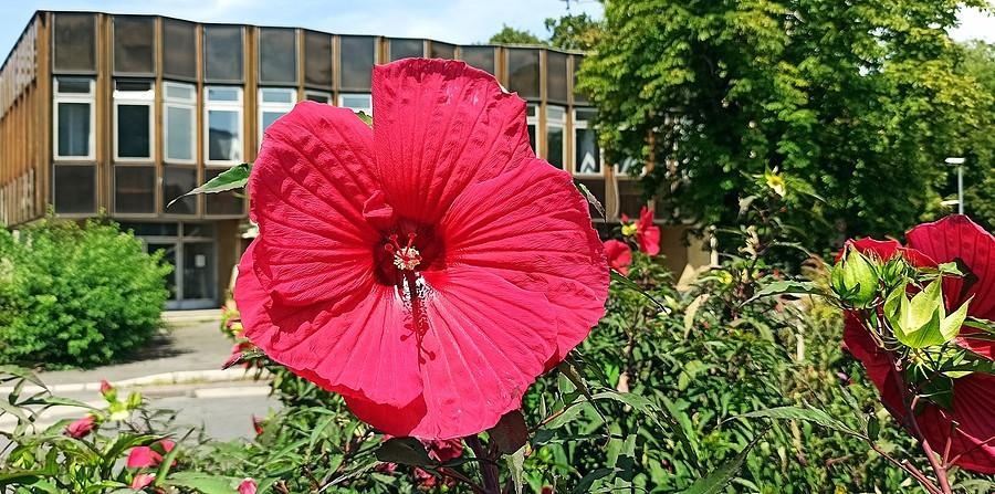 Hibiskus