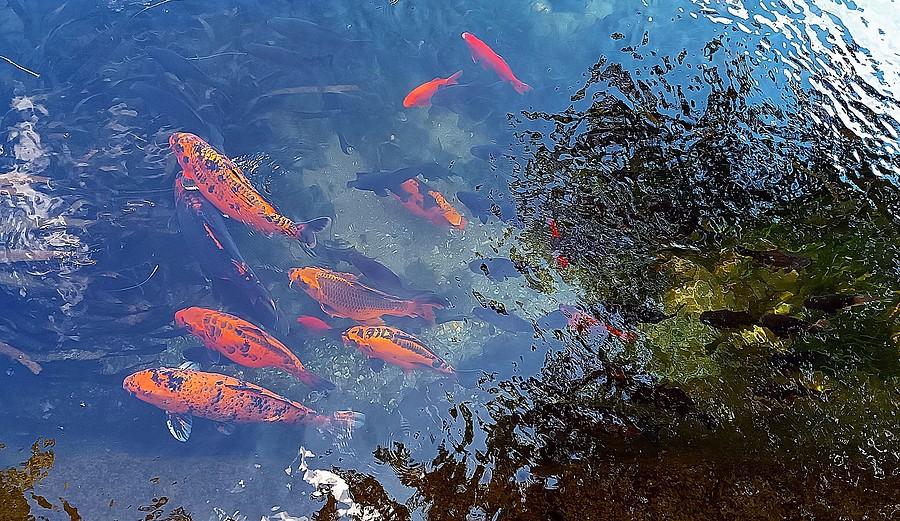 Karpie koi w Tapolcy