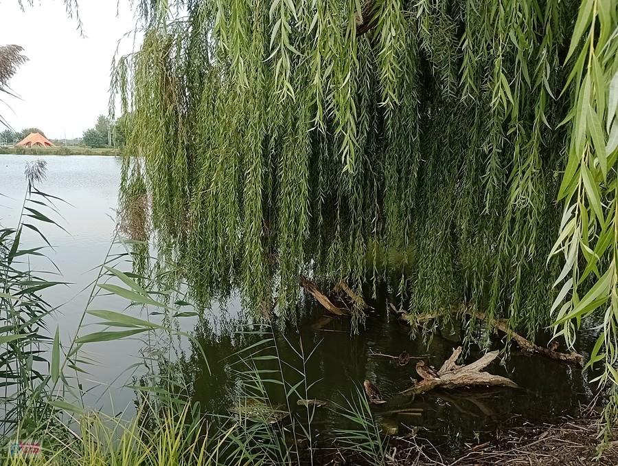 Staw w Zielonkach