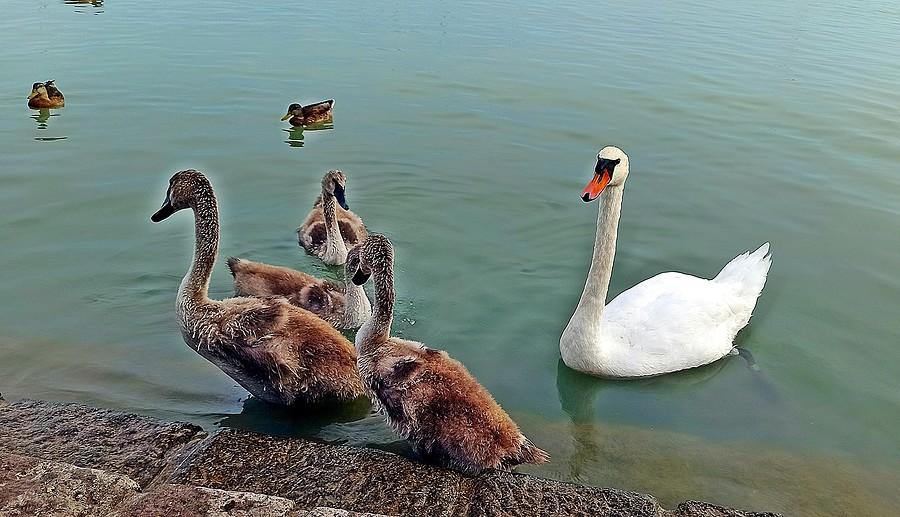 Łabędzie i Balaton