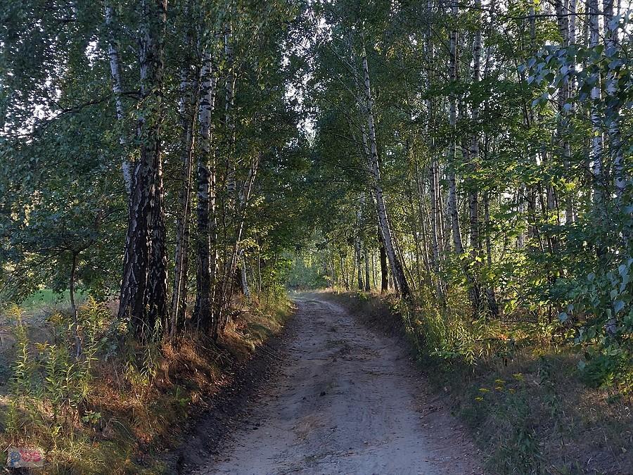 Droga w okolicy Smardzewa