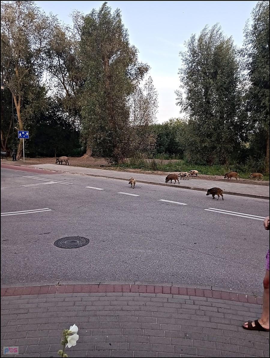 Dziki na ulicy