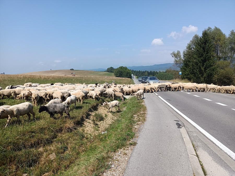 Nawet tu są korki :)