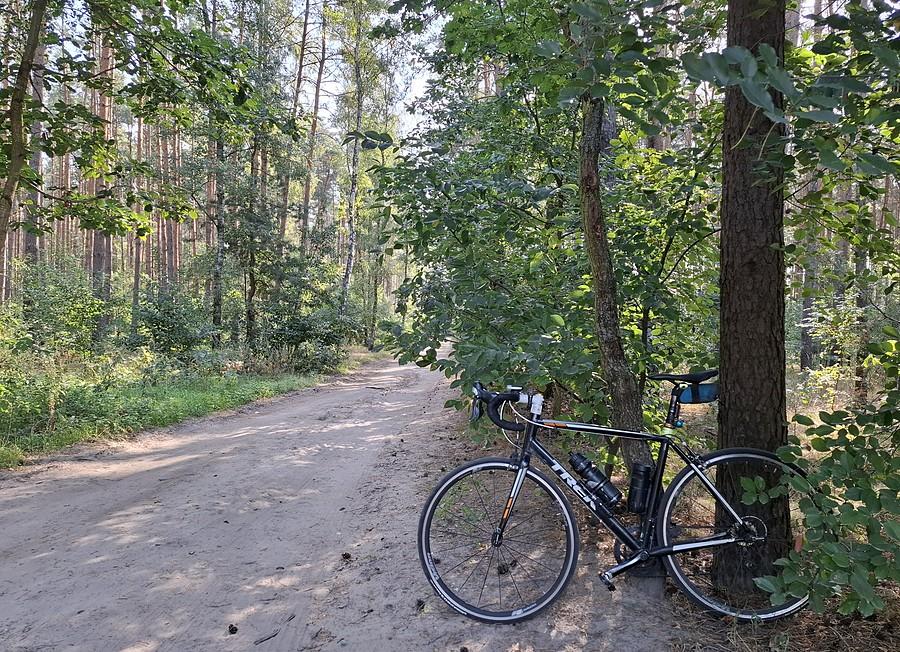 Szosą w lesie