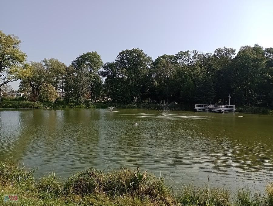 Staw w Ołtarzewie