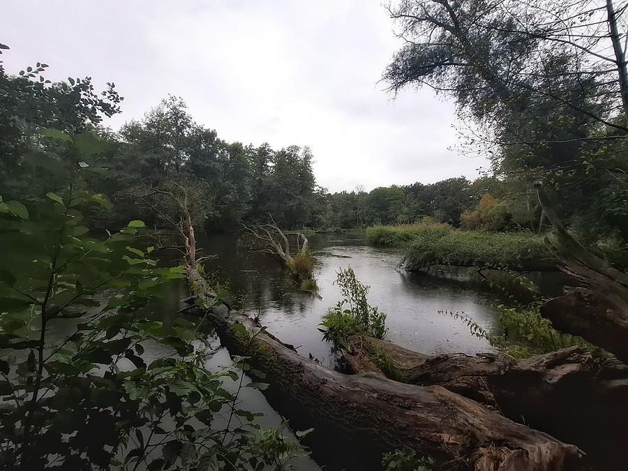 Deszcz na Dębinie
