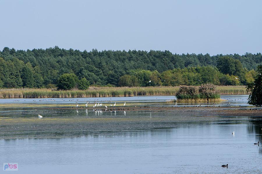 Staw Posmyk - Lubliniec