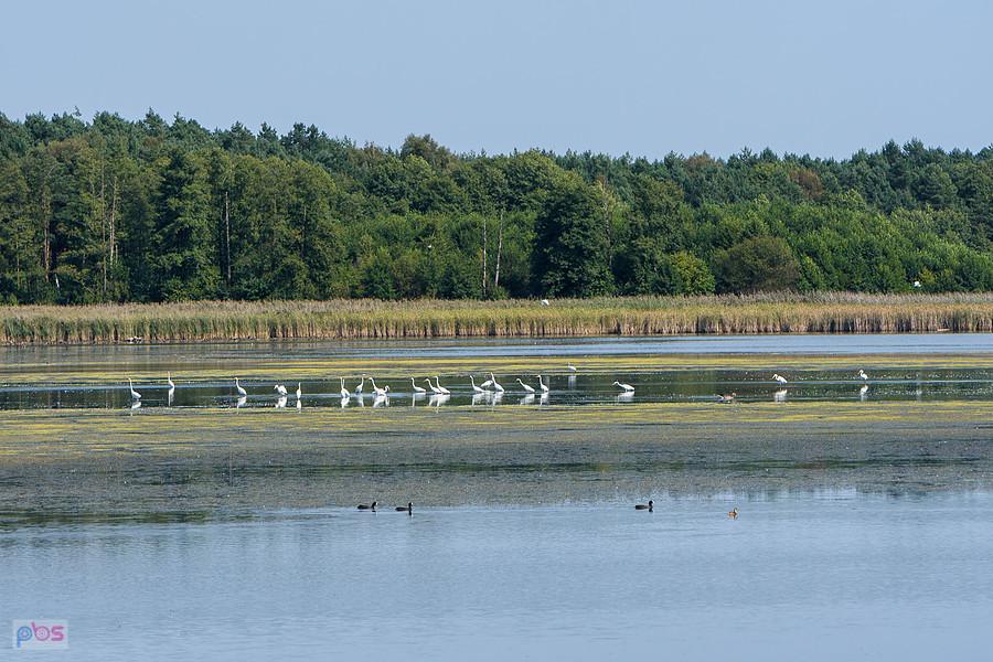 Staw Posmyk - Lubliniec