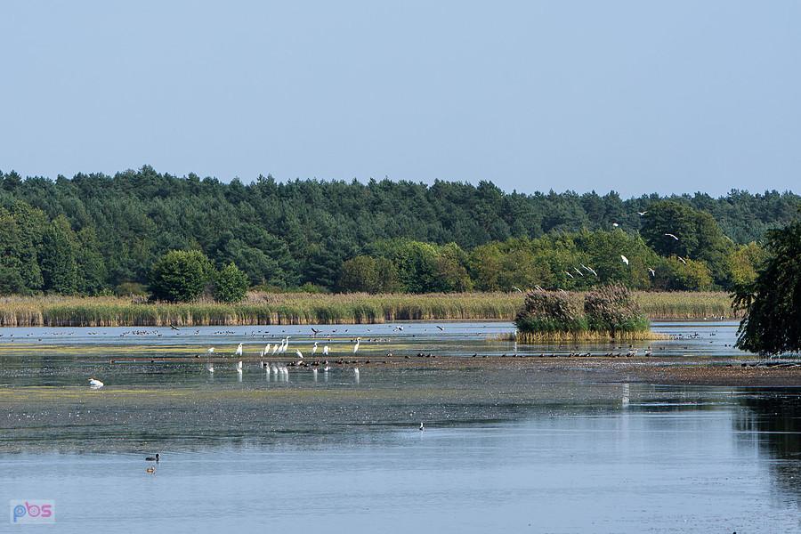 Staw Posmyk - Lubliniec