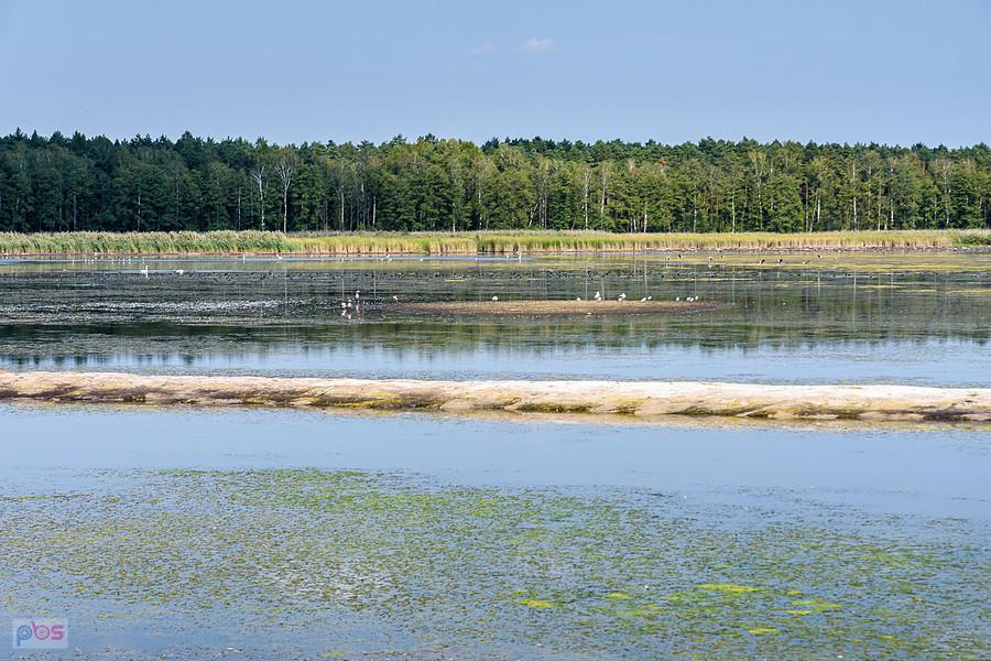 Staw Posmyk - Lubliniec