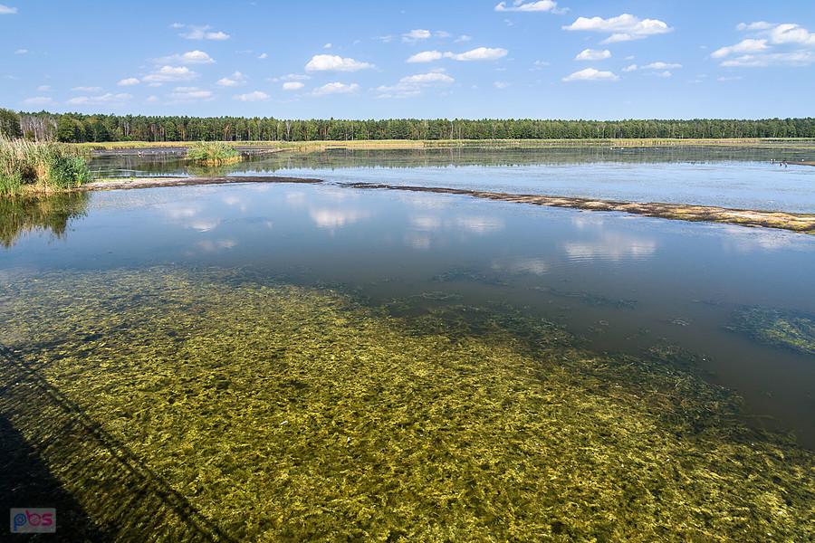 Staw Posmyk - Lubliniec