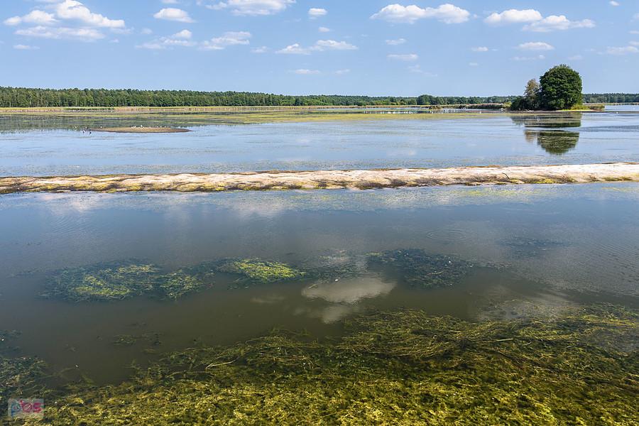Staw Posmyk - Lubliniec