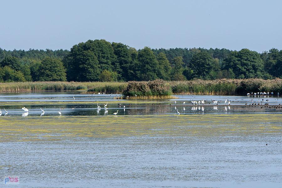 Staw Posmyk - Lubliniec