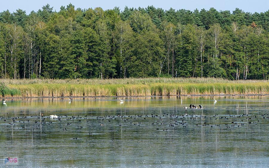 Staw Posmyk - Lubliniec