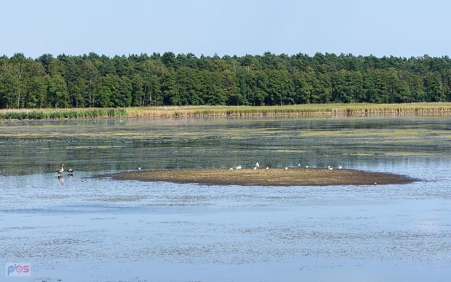 Staw Posmyk - Lubliniec