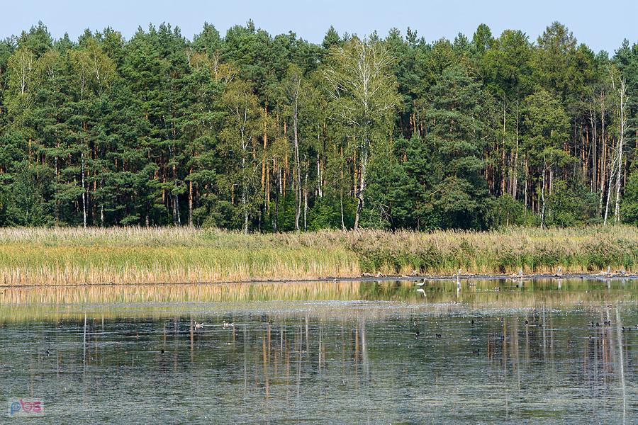Staw Posmyk - Lubliniec