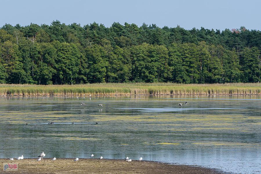 Staw Posmyk - Lubliniec