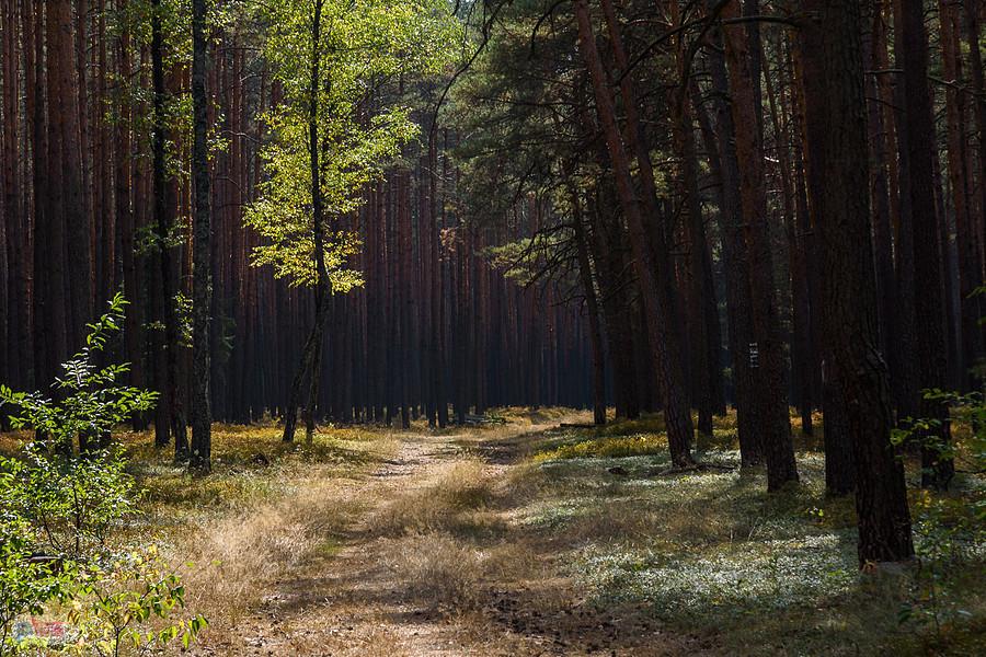 Brusiek - leśna droga niedaleko kościoła Św. Jana Chrzciciela