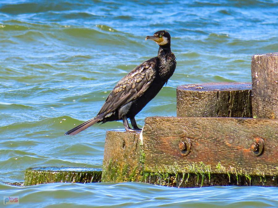 Kormoran samotnik