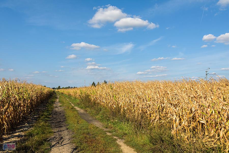 Mykanów