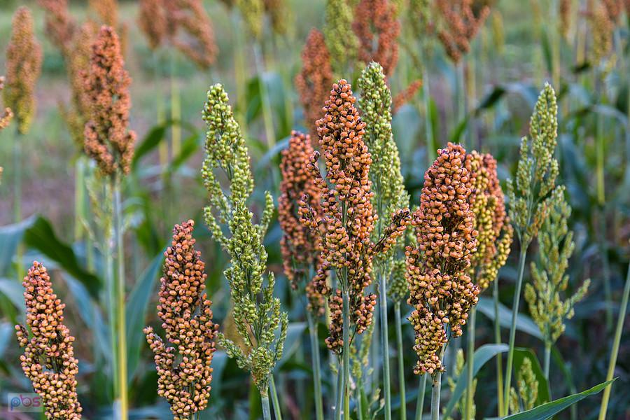 Sorgo na polu w Starym Broniszewie