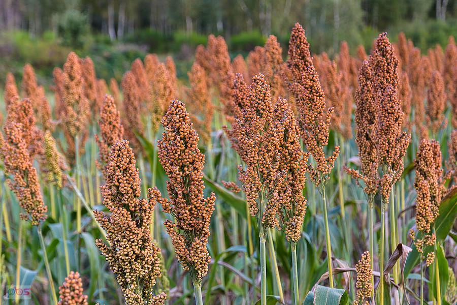 Sorgo na polu w Starym Broniszewie