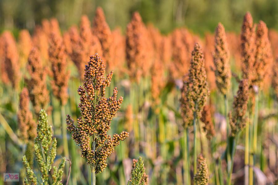 Sorgo na polu w Starym Broniszewie