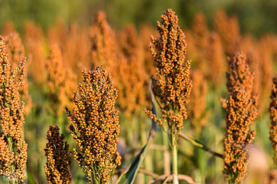 Sorgo na polu w Starym Broniszewie