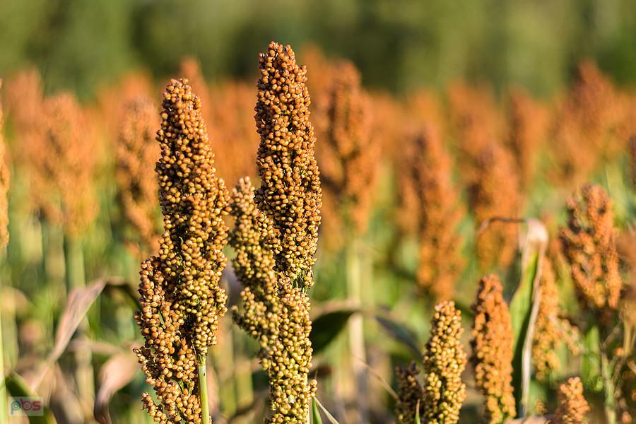 Sorgo na polu w Starym Broniszewie