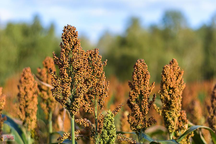 Sorgo na polu w Starym Broniszewie