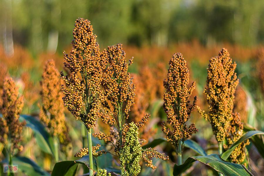 Sorgo na polu w Starym Broniszewie