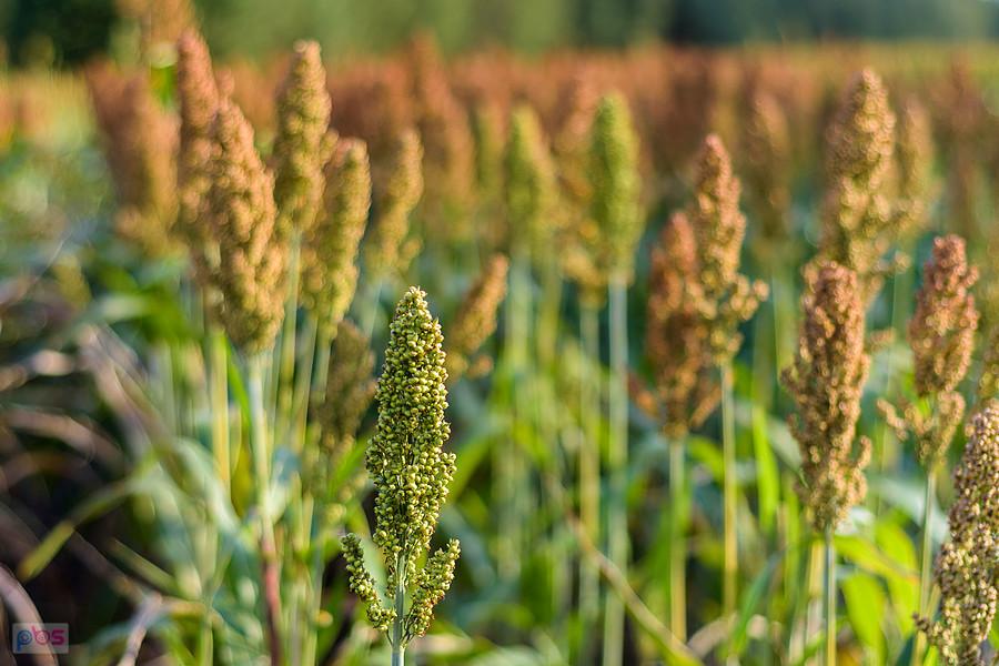 Sorgo na polu w Starym Broniszewie