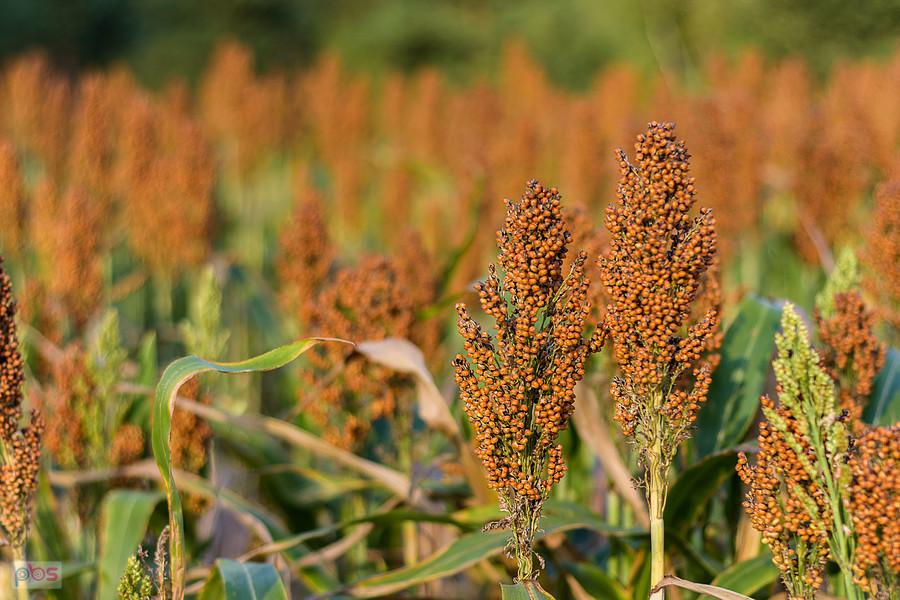 Sorgo na polu w Starym Broniszewie
