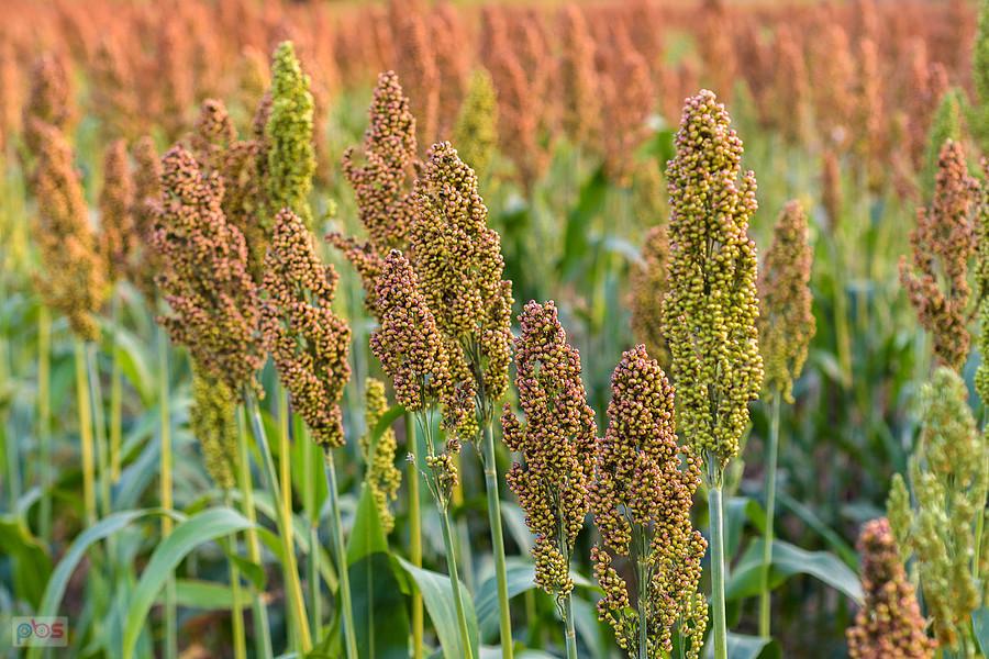 Sorgo na polu w Starym Broniszewie