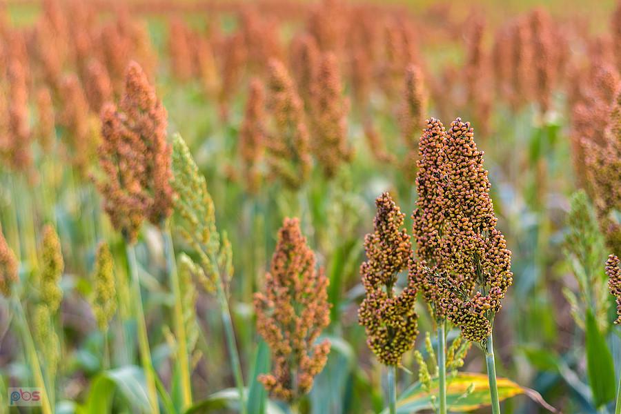 Sorgo na polu w Starym Broniszewie