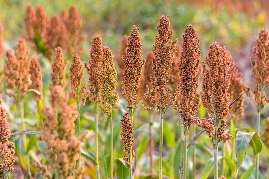 Sorgo na polu w Starym Broniszewie