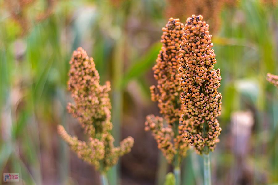 Sorgo na polu w Starym Broniszewie