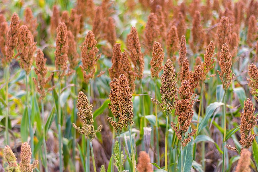 Sorgo na polu w Starym Broniszewie