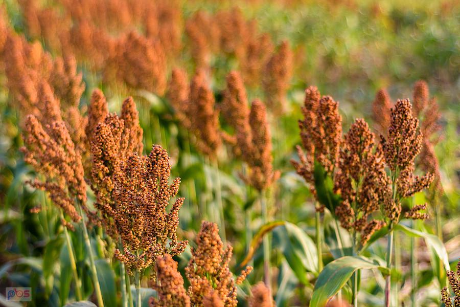 Sorgo na polu w Starym Broniszewie